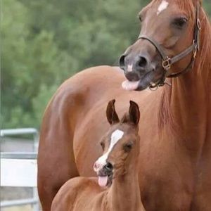 Meet your Posher, Ren